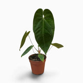 Anthurium queremalense mit länglichen, dunkelgrünen Blättern und hellen Blattadern