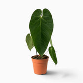 Anthurium queremalense mit länglichen, dunkelgrünen Blättern und hellen Blattadern