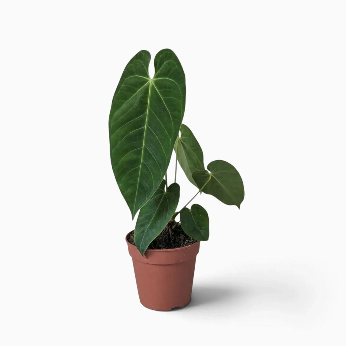 Anthurium queremalense mit länglichen, dunkelgrünen Blättern und hellen Blattadern