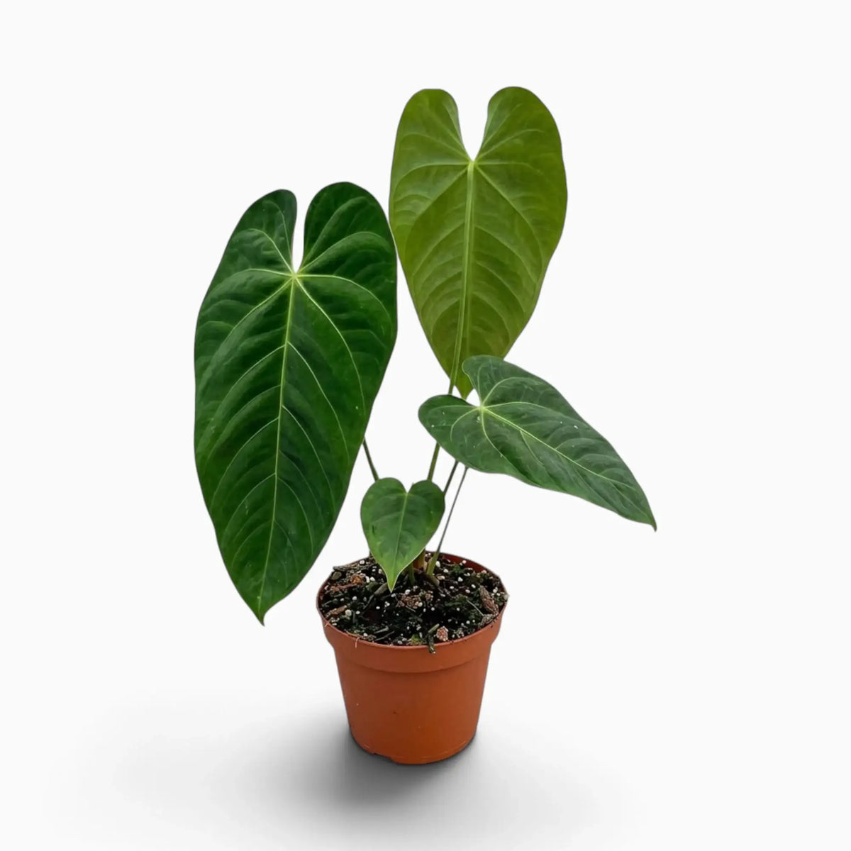 Anthurium queremalense mit länglichen, dunkelgrünen Blättern und hellen Blattadern