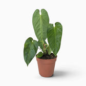Anthurium queremalense mit länglichen, dunkelgrünen Blättern und hellen Blattadern