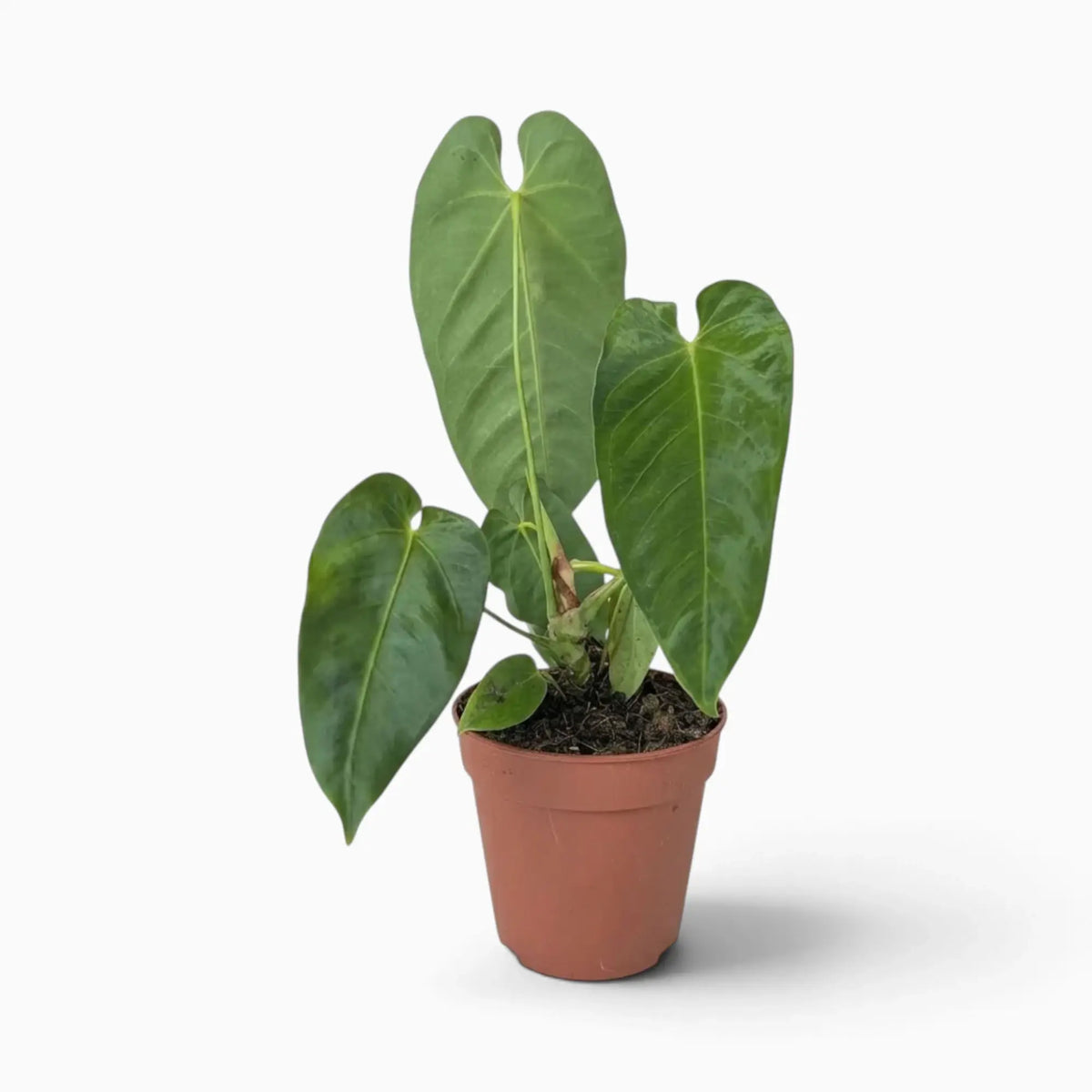 Anthurium queremalense mit länglichen, dunkelgrünen Blättern und hellen Blattadern