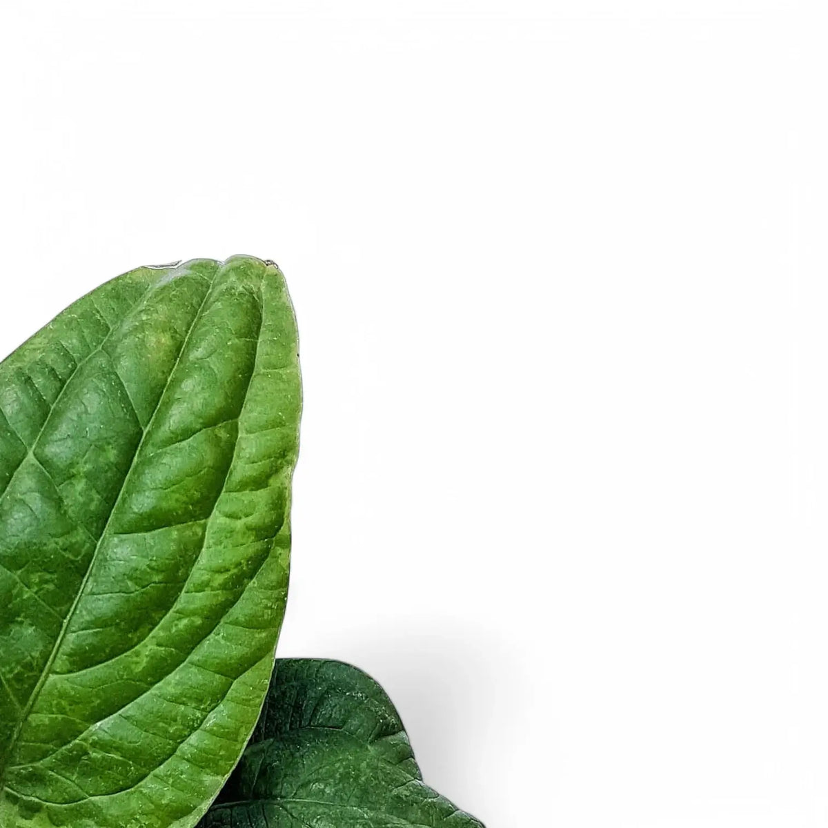 Anthurium radicans – Blattdetail vor weißem Hintergrund..