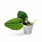 Anthurium radicans Zimmerpflanze im Anzuchttopf vor weißem Hintergrund, Produktfoto 2.