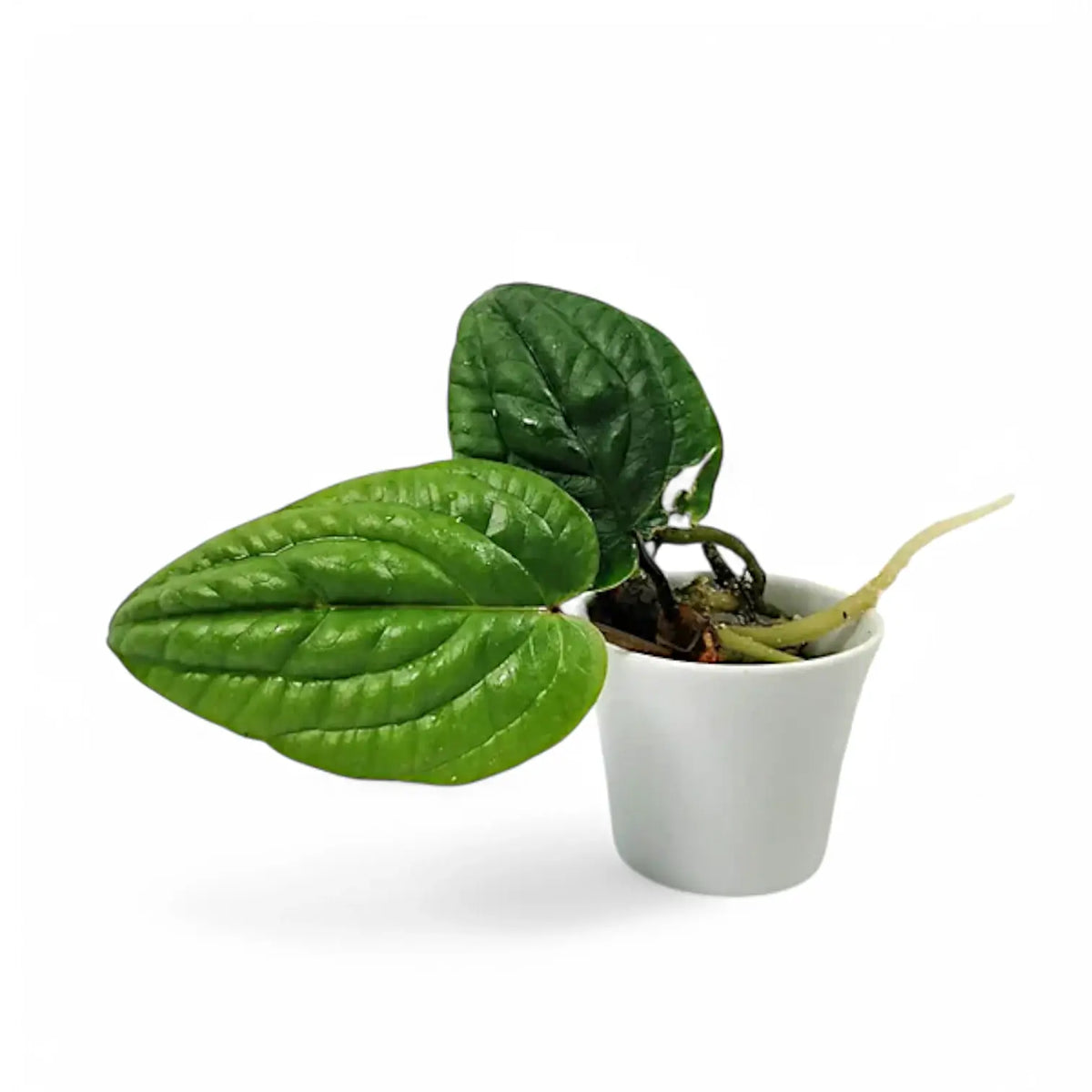 Anthurium radicans Zimmerpflanze im Anzuchttopf vor weißem Hintergrund, Produktfoto 2.