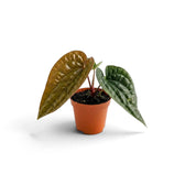 Young Anthurium radicans × luxurians with a copper new leaf and two dark quilted leaves