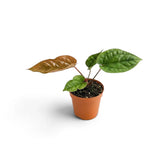 Young Anthurium radicans × luxurians with compact green foliage and a bronze emerging leaf
