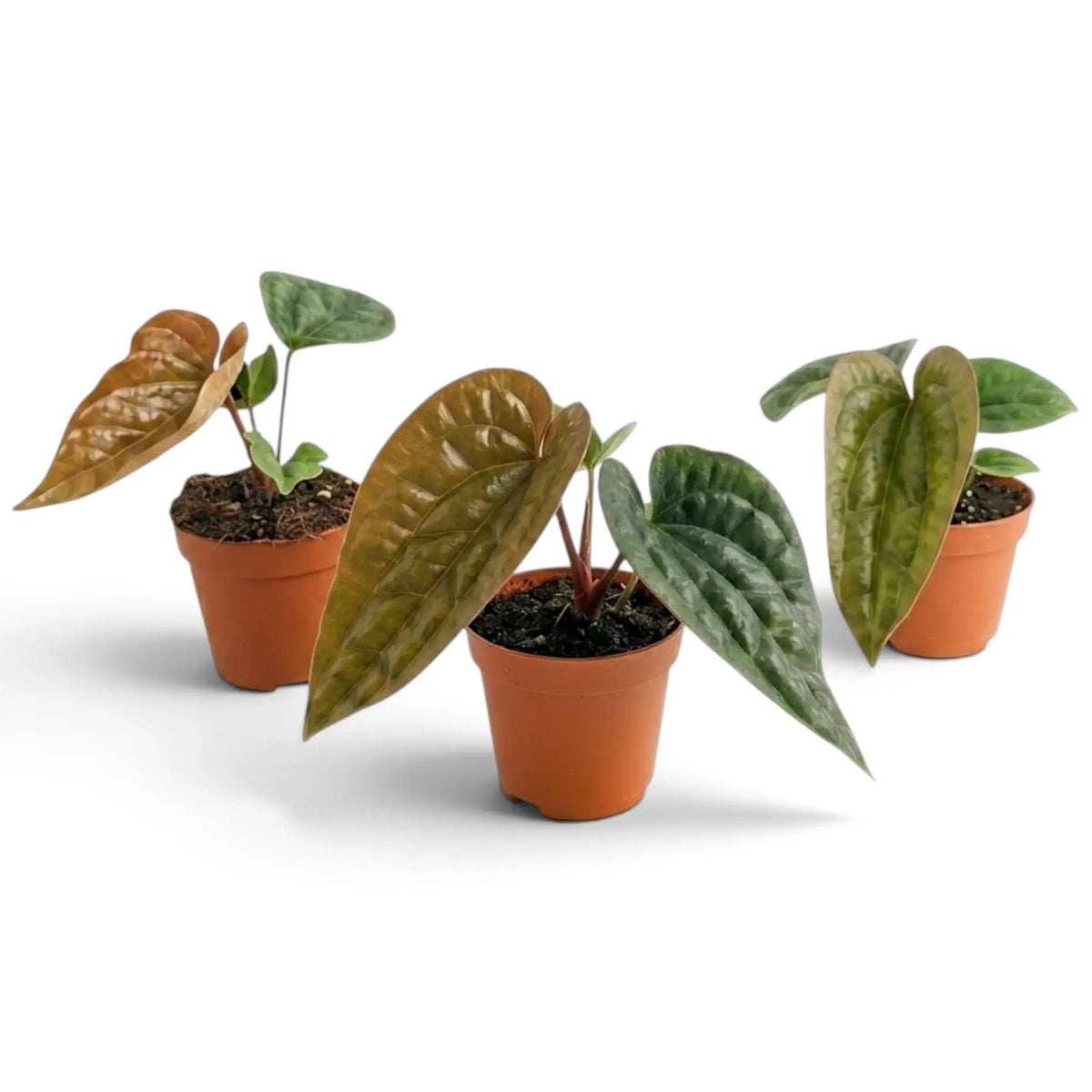 Three young Anthurium radicans × luxurians plants showing natural variation in leaf colour and size