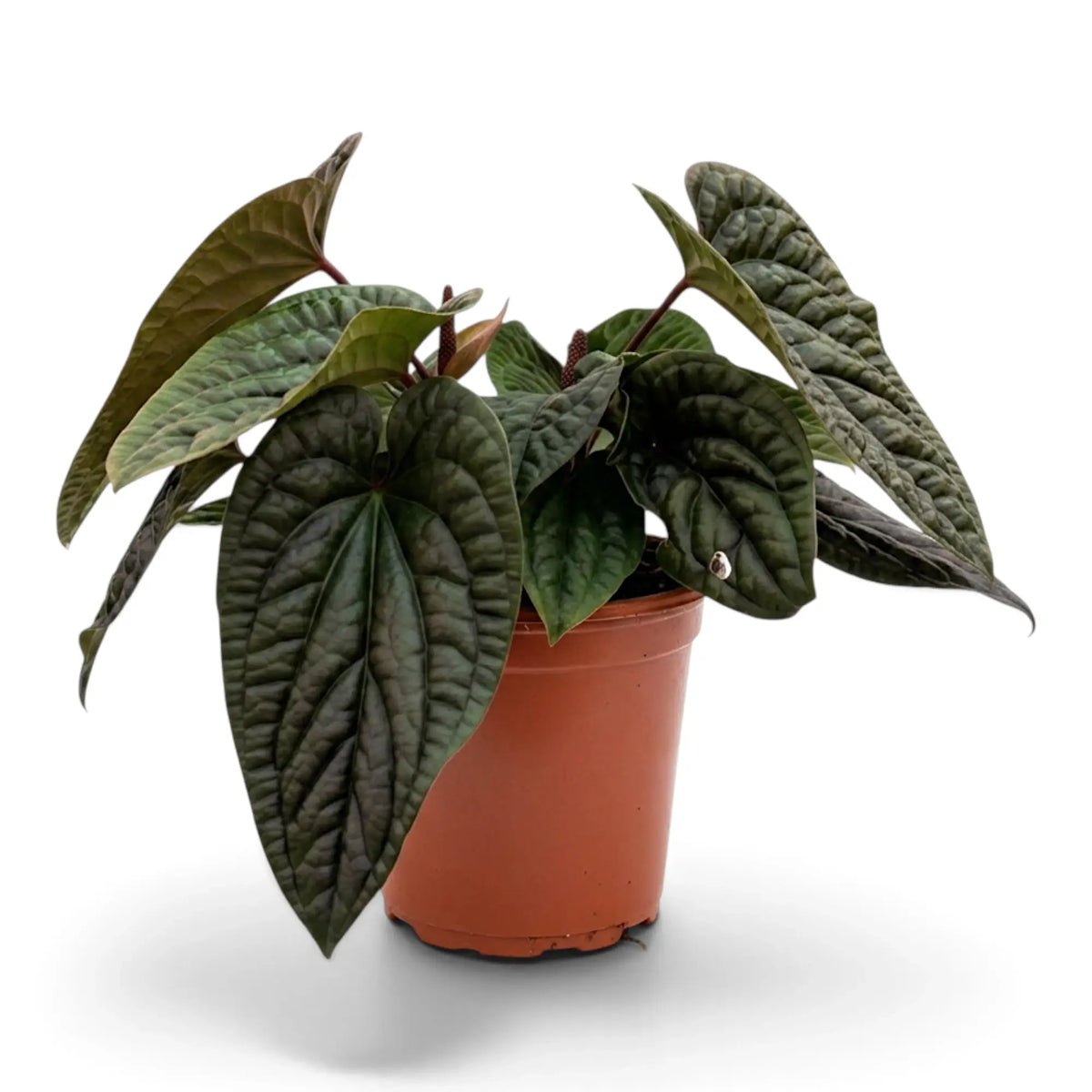 Extra-large Anthurium radicans × luxurians with long dark green quilted leaves