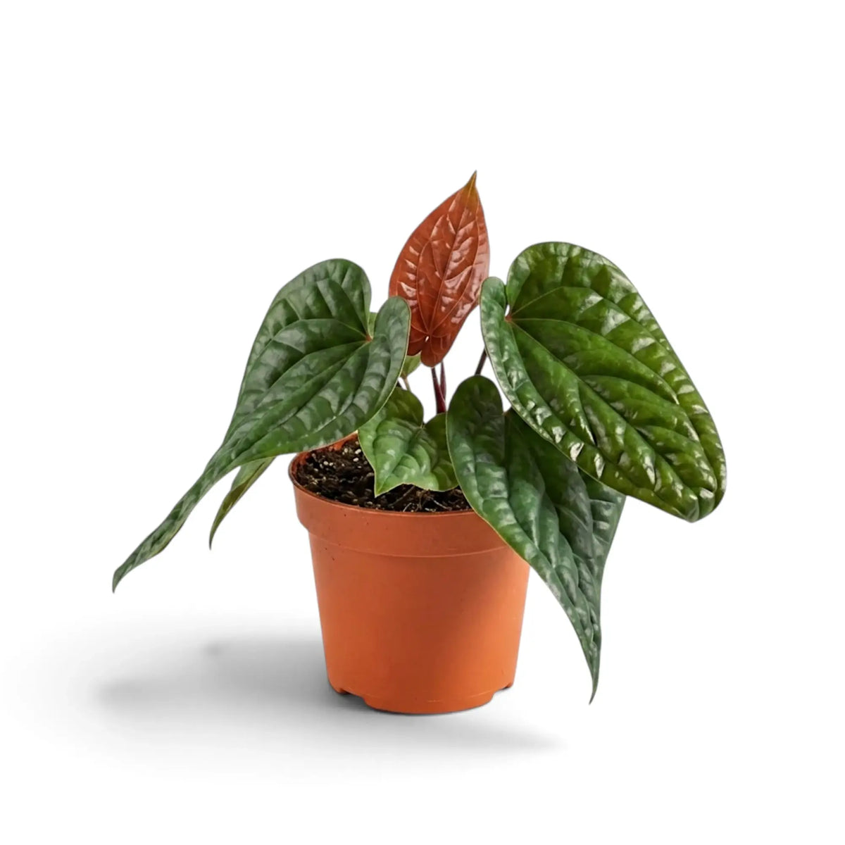 Anthurium radicans × luxurians with glossy quilted leaves and a red-bronze new leaf