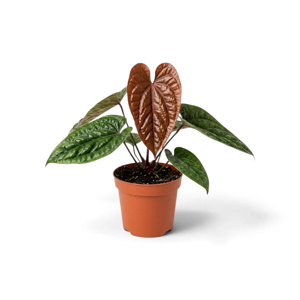 Anthurium radicans × luxurians with upright copper new leaves above dark textured foliage