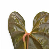 Anthurium recavum leaf detail on white background.