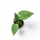 Anthurium recavum potted plant in nursery pot on white background.