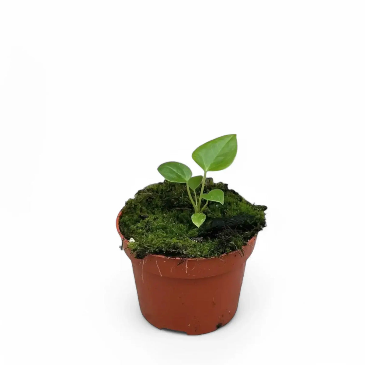Anthurium recavum potted plant in nursery pot on white background.