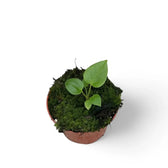 Anthurium recavum potted plant in nursery pot on white background.