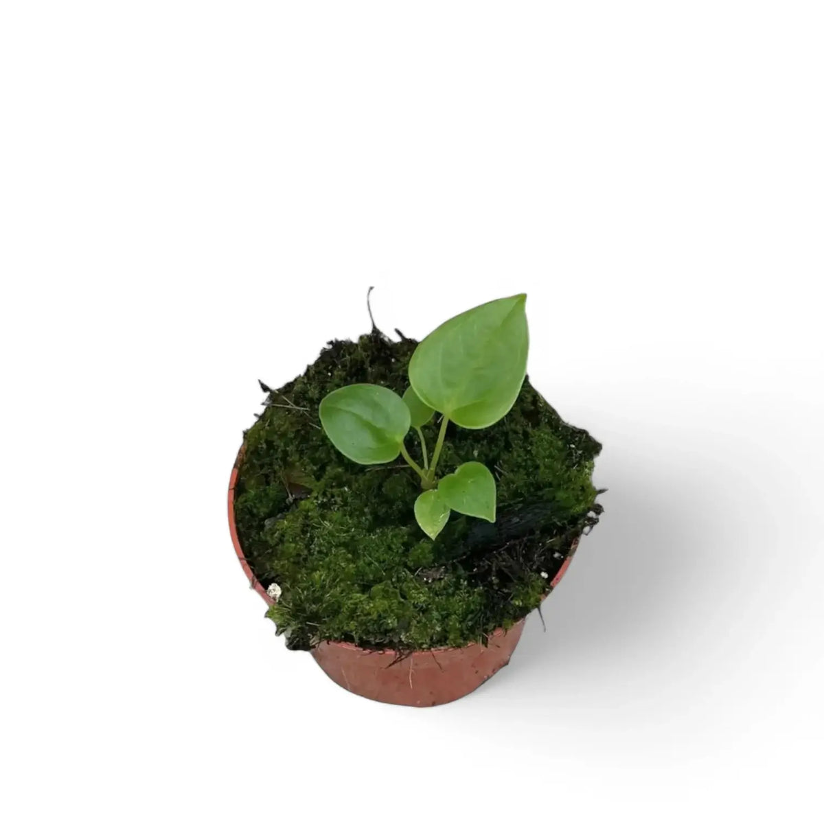Anthurium recavum potted plant in nursery pot on white background.