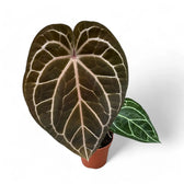 Anthurium 'Red crystallinum' Zimmerpflanze im Anzuchttopf vor weißem Hintergrund, Produktfoto 2.