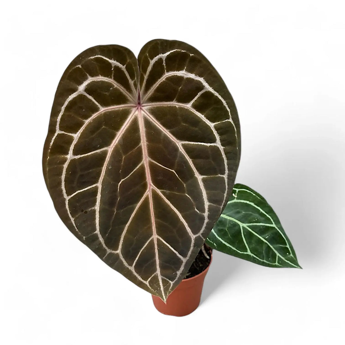 Anthurium 'Red crystallinum' Zimmerpflanze im Anzuchttopf vor weißem Hintergrund, Produktfoto 2.