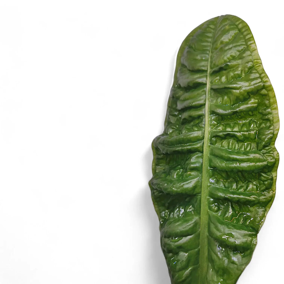 Anthurium reflexinervium close-up of leaf on white background.