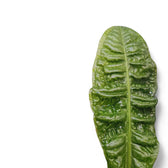 Anthurium reflexinervium potted plant in nursery pot on white background.