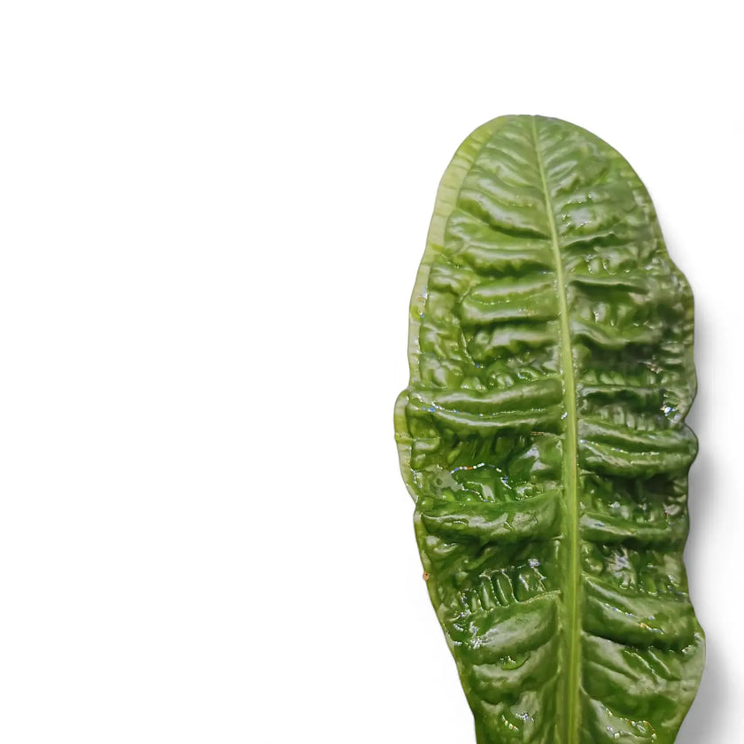 Anthurium reflexinervium potted plant in nursery pot on white background.