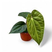 Anthurium regale x luxurians potted plant in nursery pot on white background.