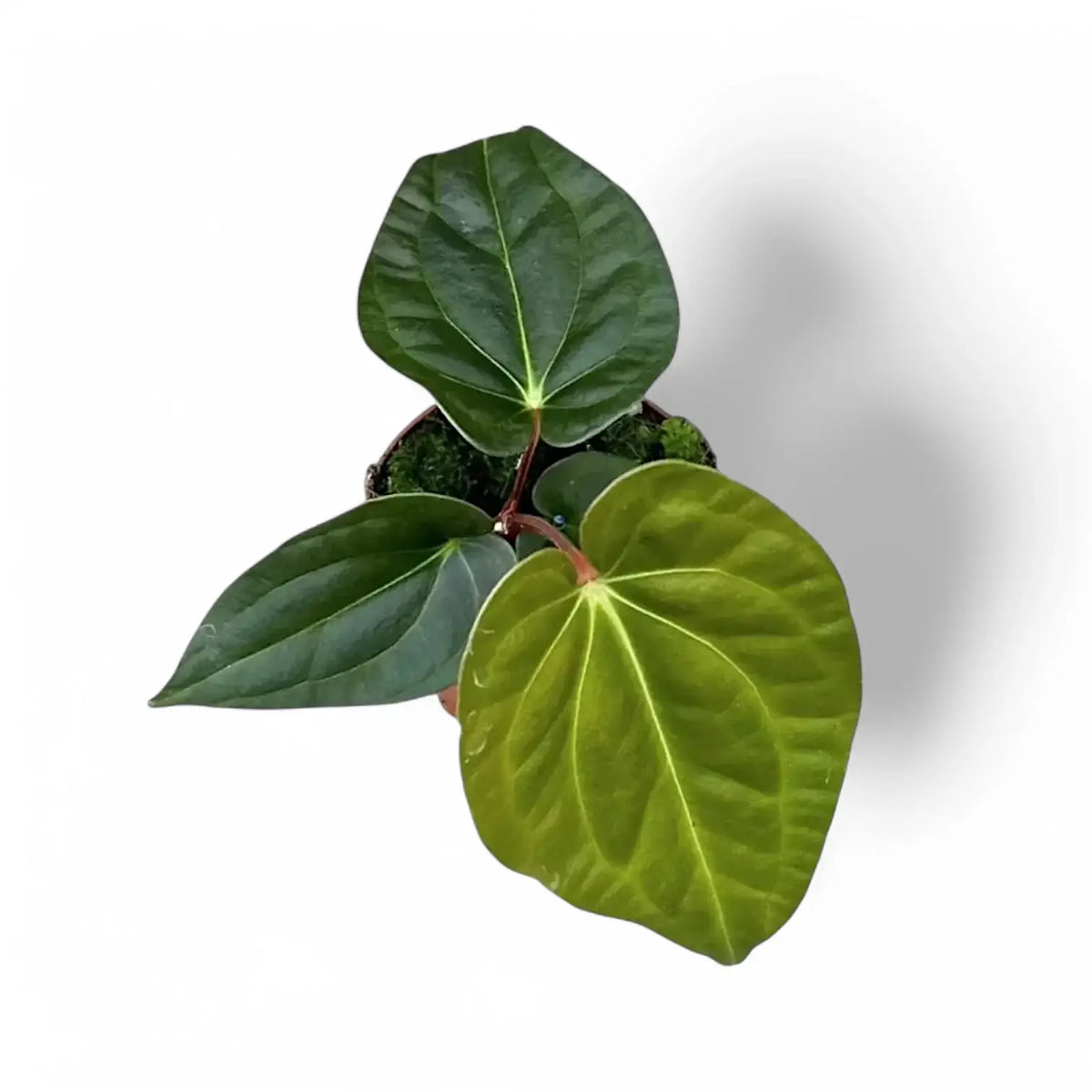 Anthurium regale x luxurians potted plant in nursery pot on white background.