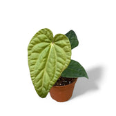 Anthurium regale x luxurians potted plant in nursery pot on white background.