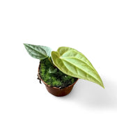 Anthurium regale x luxurians potted plant in nursery pot on white background.
