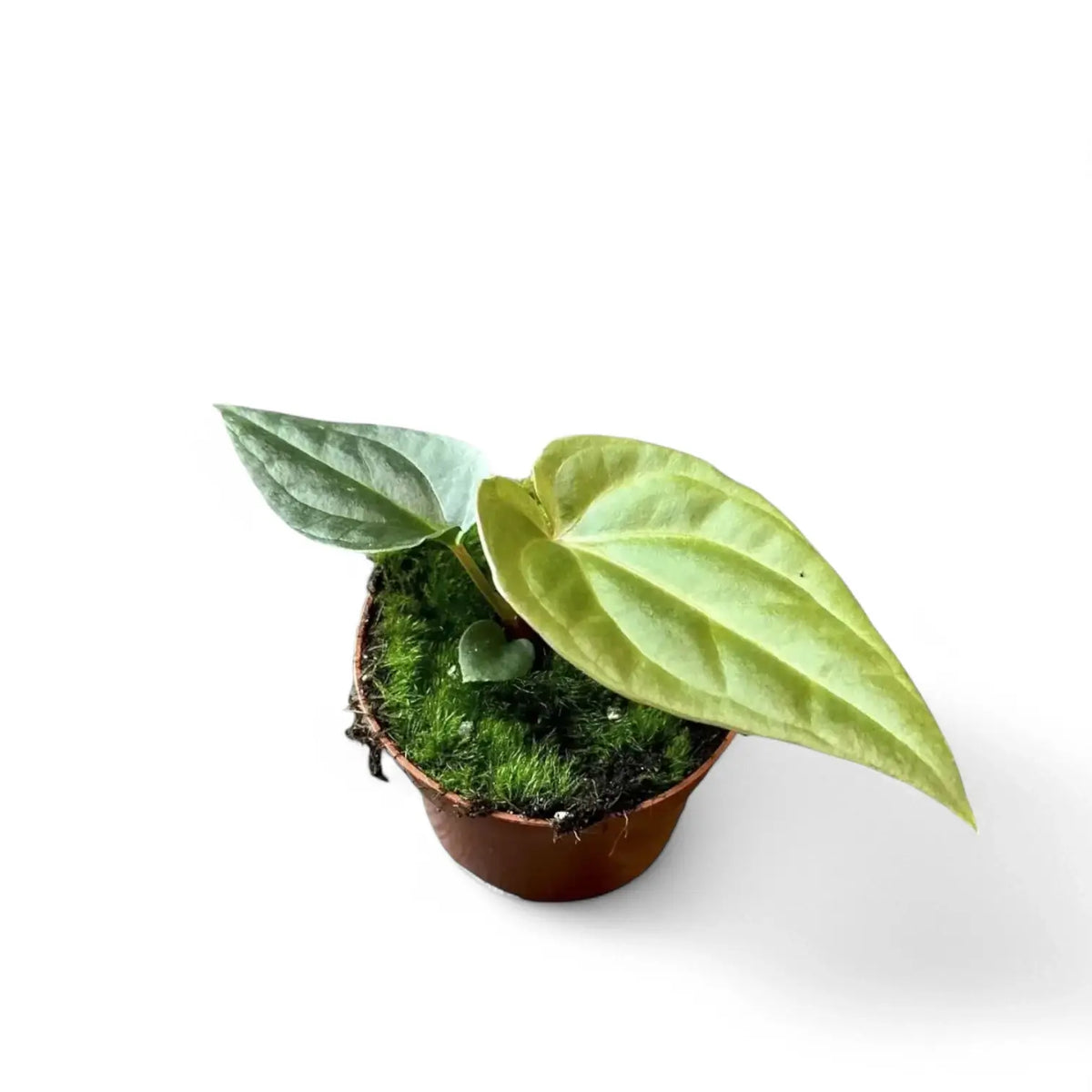 Anthurium regale x luxurians potted plant in nursery pot on white background.