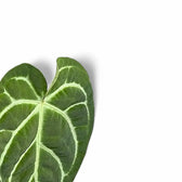 Anthurium regale x magnificum close-up of leaf on white background.