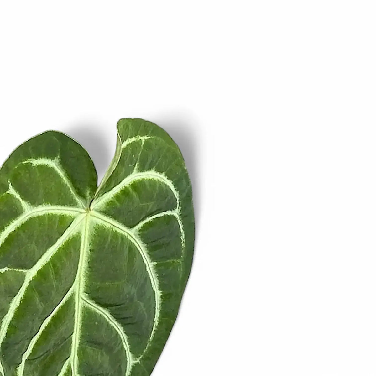 Anthurium regale x magnificum close-up of leaf on white background.