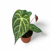 Anthurium regale x magnificum potted plant in nursery pot on white background.