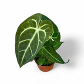 Anthurium regale x magnificum potted plant in nursery pot on white background.