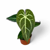 Anthurium regale x magnificum potted plant in nursery pot on white background.