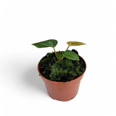 Anthurium regale x magnificum potted plant in nursery pot on white background.