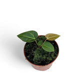 Anthurium regale x magnificum potted plant in nursery pot on white background.