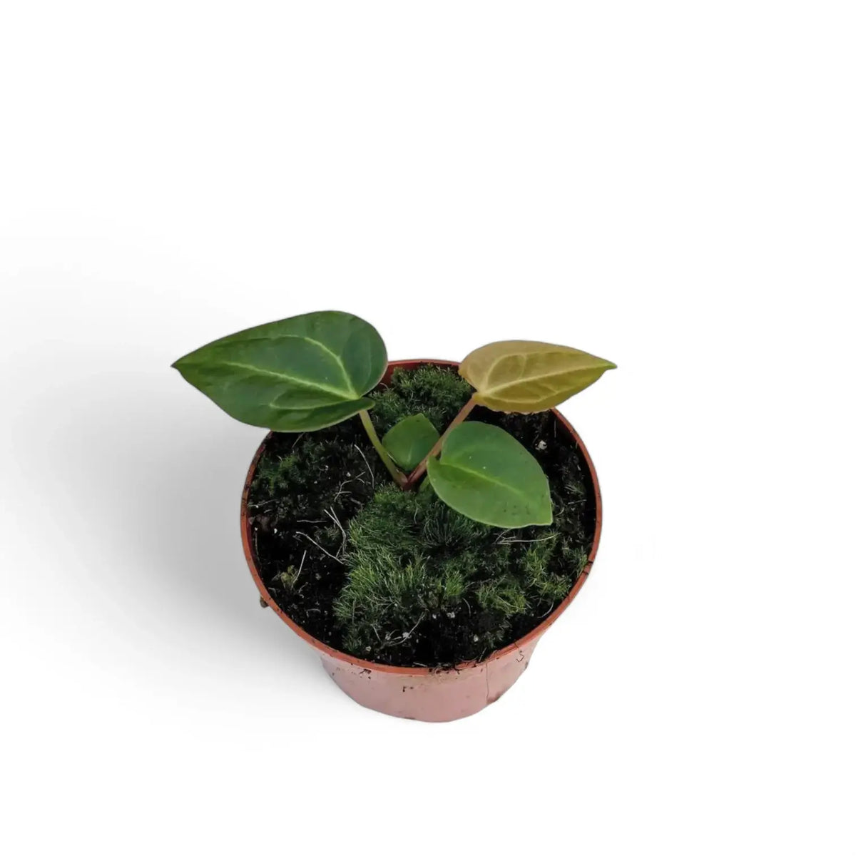 Anthurium regale x magnificum potted plant in nursery pot on white background.
