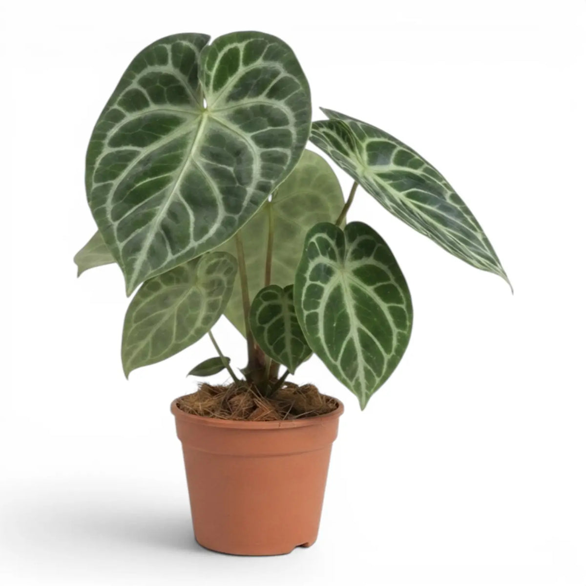 Anthurium 'Silver Blush' large plant in a nursery pot.