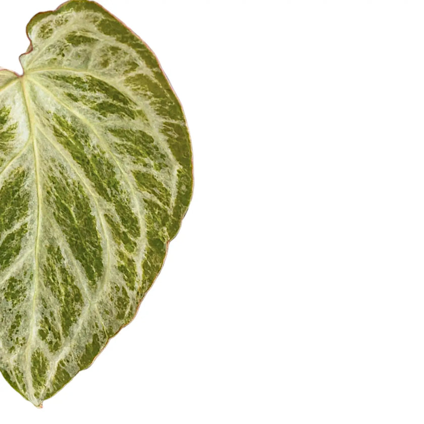 Anthurium 'Silver blush Mint' leaf close-up on white background.