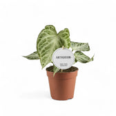 Anthurium 'Silver blush Mint' potted plant in nursery pot on white background.
