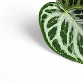 Anthurium 'Super Silver Blush' close-up of leaf on white background.