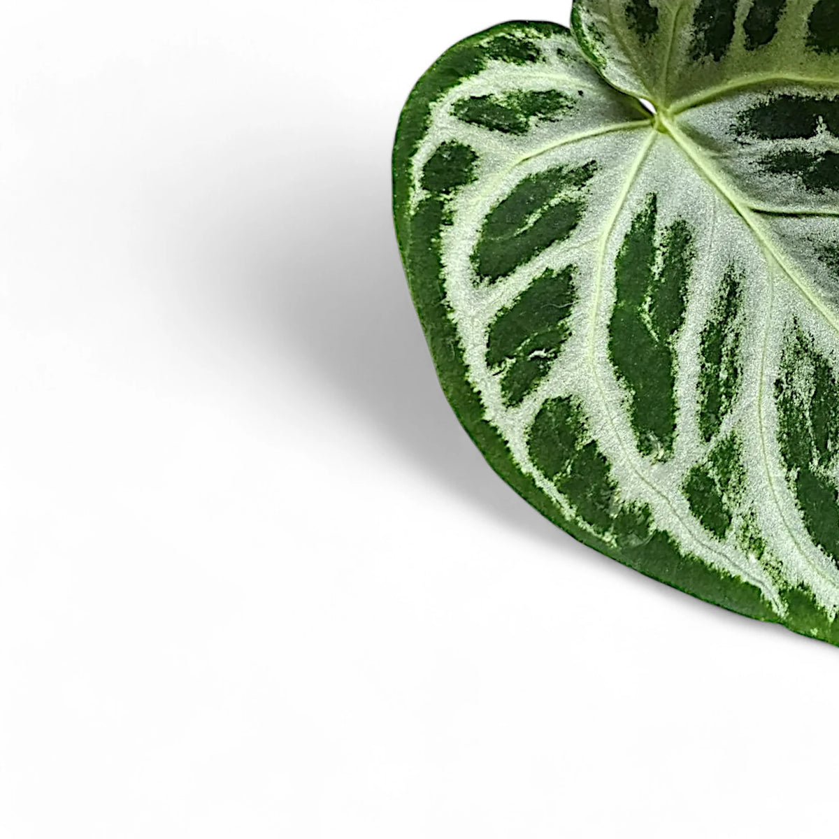 Anthurium 'Super Silver Blush' leaf detail on white background.