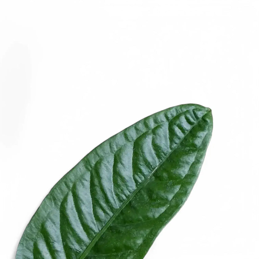Anthurium superbum leaf close-up on white background.