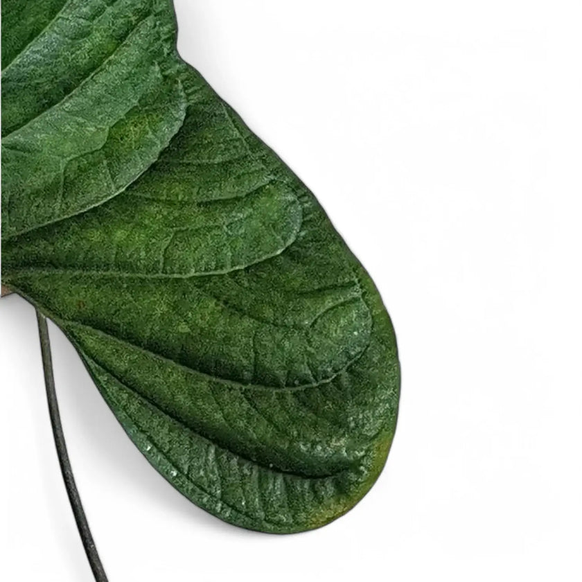 Anthurium toasae leaf detail on white background.