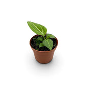 Young Anthurium villenaorum in a nursery pot, with rounded dark-green velvet leaves and pale veins