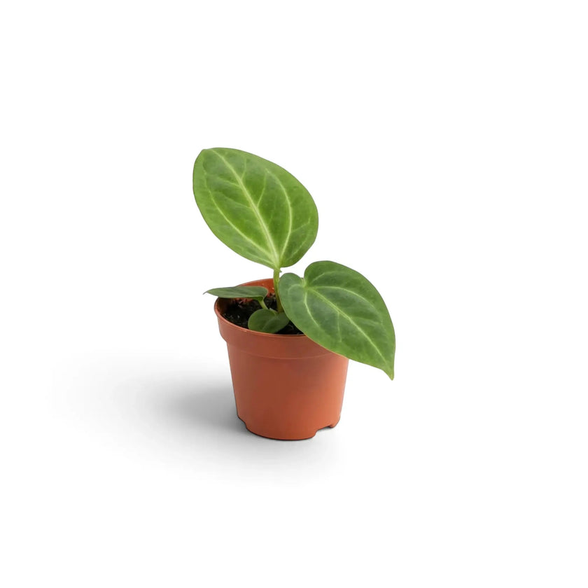 Young Anthurium villenaorum in a small nursery pot, with dark velvet foliage and pale venation