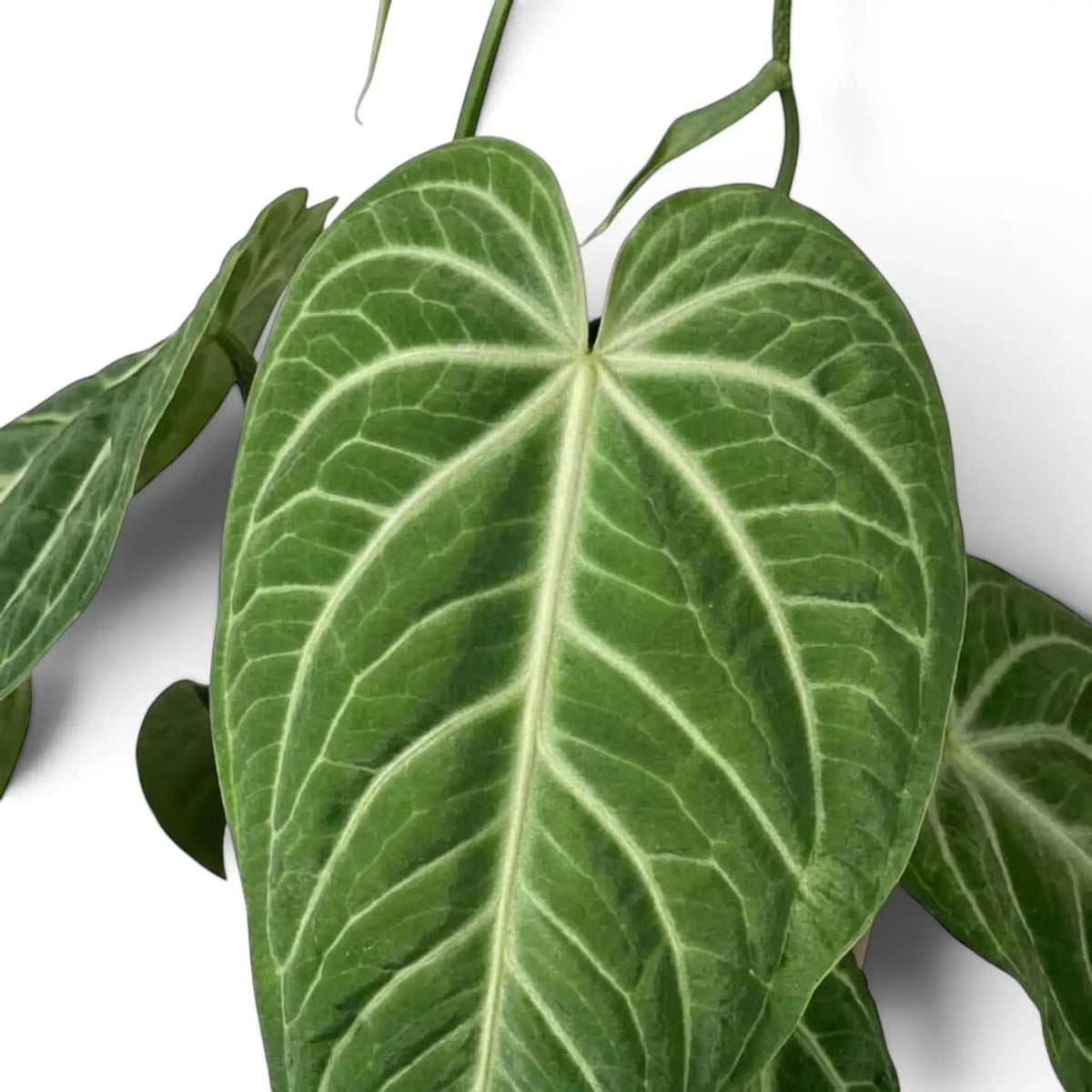 Close-up of Anthurium villenaorum velvet foliage with a dense pale vein network