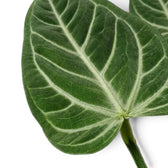 Anthurium villenaorum leaf detail showing dark velvety surface and fine contrasting venation