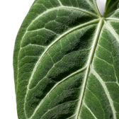 Close-up of a tapered Anthurium villenaorum leaf with pale veins across deep green velvet